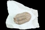 Prone Asaphus Cornutus Trilobite - Russia #89058-1